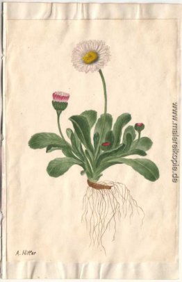 Blumen mit Wurzeln Blumen mit Wurzeln