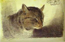 Kopf einer Katze Kopf einer Katze