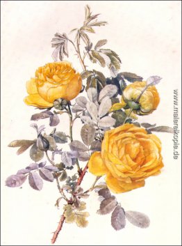 Botanische Illustrationen Botanische Illustrationen