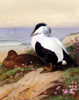 Common Eider Enten Common Eider Enten