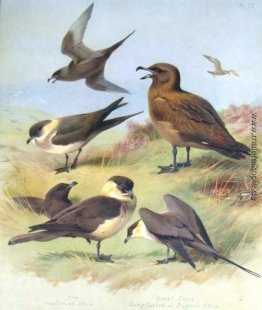 Richardsons Skua, Skua, Spatelraubmöwe Richardsons Skua, Skua, Spatelraubmöwe