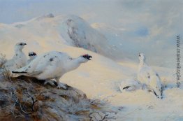 Ptarmigan Aufruf im Schnee Ptarmigan Aufruf im Schnee