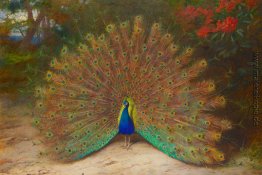 Peacock und Tagpfauenauge Peacock und Tagpfauenauge
