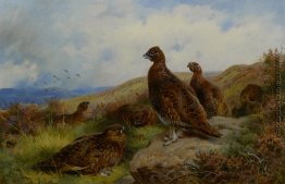 Red Grouse Verpackung Red Grouse Verpackung