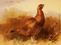 Hahn Grouse Hahn Grouse