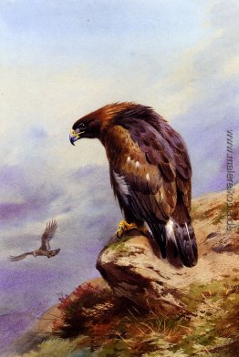Ein Golden Eagle Ein Golden Eagle