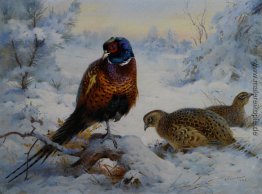Hahn und Henne Fasan im Winter Hahn und Henne Fasan im Winter