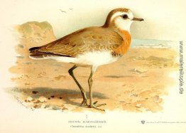 Caspian Plover Caspian Plover