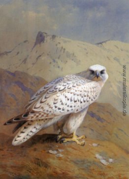 Ein Grönland oder Gyr Falcon Ein Grönland oder Gyr Falcon
