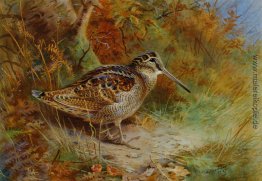 A Woodcock A Woodcock