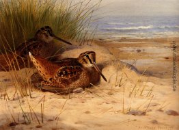 Woodcock Nesting On Ein Strand Woodcock Nesting On Ein Strand