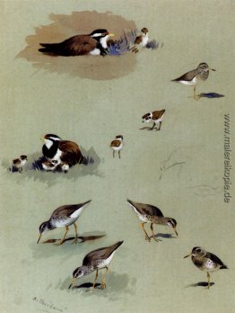 Studium der Strandläufer, cremefarbenen Renner und andere Vögel Studium der Strandläufer, cremefarbenen Renner und andere Vögel