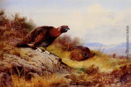 Red Grouse auf dem Moor Red Grouse auf dem Moor