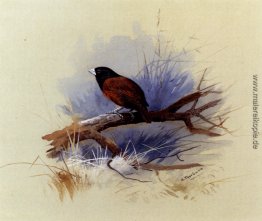 Ein nepalesischer black headed Nonne in den Ast eines Baumes Ein nepalesischer black headed Nonne in den Ast eines Baumes