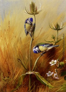 Bluetits Auf Teasel Bluetits Auf Teasel