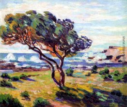 Rafales de vent, Le Brusc Rafales de vent, Le Brusc
