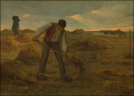 Peasand Ausstreuen von Dung Peasand Ausstreuen von Dung