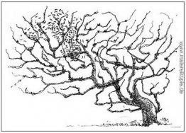 Ein Baum Ein Baum