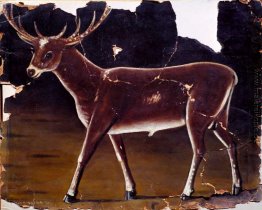 Hirsch Hirsch