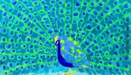 Peacock II Peacock II