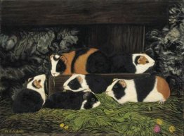 Sechs Meerschweinchen im Stall Sechs Meerschweinchen im Stall