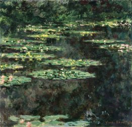 Wasserlilien Wasserlilien