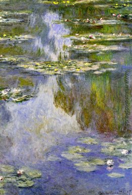 Wasserlilien Wasserlilien