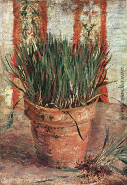 Blumentopf mit Schnittlauch Blumentopf mit Schnittlauch