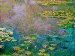 Wasserlilien Wasserlilien