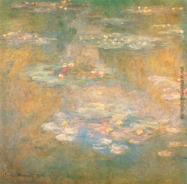 Wasserlilien Wasserlilien