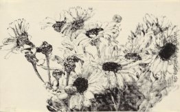 Gänseblümchen Gänseblümchen