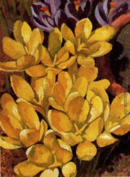 Krokusse Krokusse