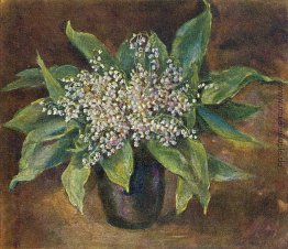 Gänseblümchen Gänseblümchen