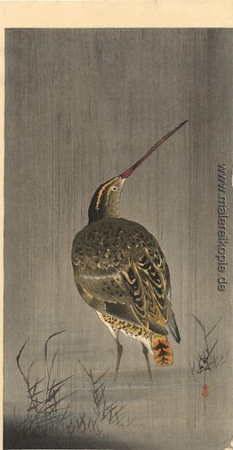 Snipe in Regen