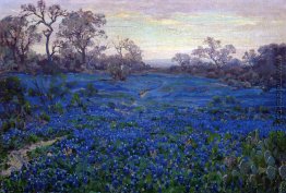 Bluebonnets in der Dämmerung, in der Nähe von San Antonio