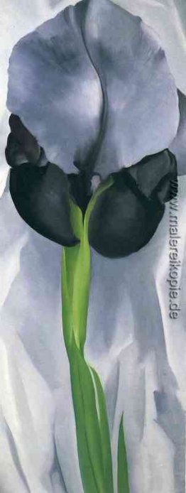 Iris 7
