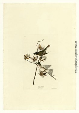 Platte 120 Pewit Flycatcher