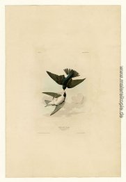 Platte 98 White-bellied Swallow