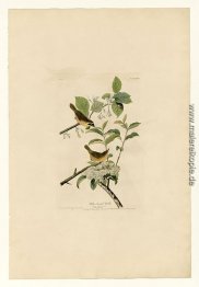 Platte 23 Yellow-breasted Warbler