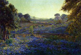 Bluebonnets am späten Nachmittag, in der Nähe von La Grange