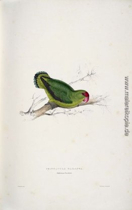 Psittacula Taranta. Abessinier Parrakeet (Abessinier Lovebird)