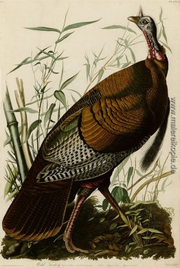 Platte 1. Wild Turkey