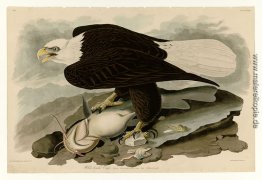 Platte 31 White-headed Adler