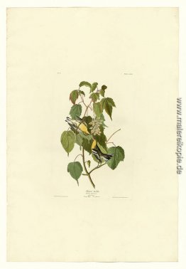 Platte 134 Hemlock Warbler