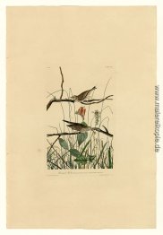 Platte 109 Savannah Finch Platte 109 Savannah Finch