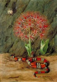 Flor Imperiale, Coral Snake und Spider, Brasilien Flor Imperiale, Coral Snake und Spider, Brasilien