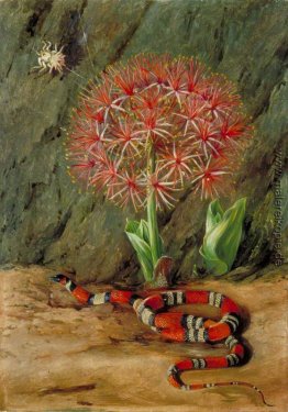 Flor Imperiale, Coral Snake und Spider, Brasilien