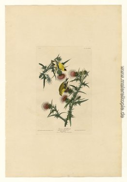 Platte 33 American Goldfinch