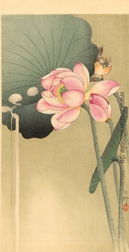 Songbird und Lotus
