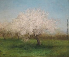 Apple-Bäume auf einer Wiese